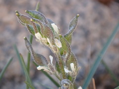 Draba breweri