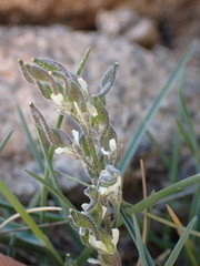 Draba breweri