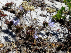 Roella prostrata