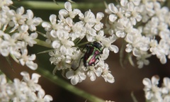 Bilyaxia concinna
