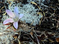 Roella prostrata