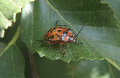 Brontocoris nigrolimbatus