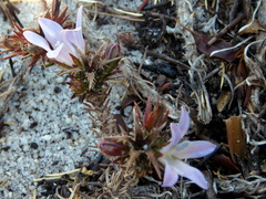 Roella prostrata