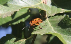 Brontocoris nigrolimbatus