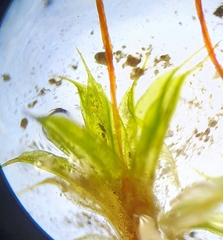 Tortula lindbergii