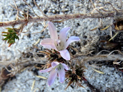 Roella prostrata