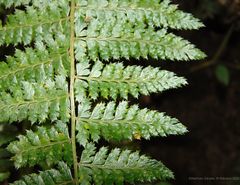 Polystichum hartwegii
