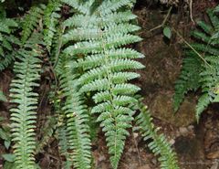 Polystichum hartwegii