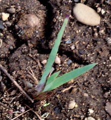 Sisyrinchium hitchcockii