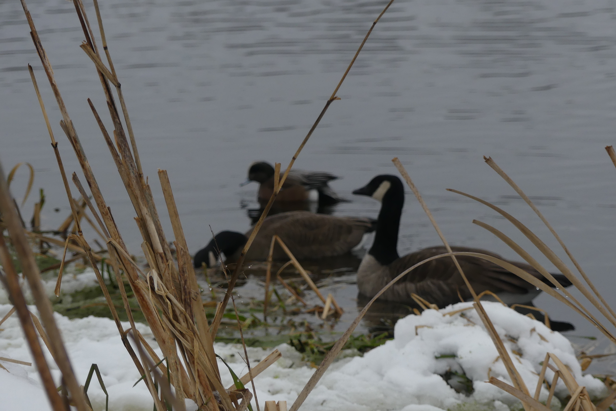 Canada Goose
