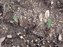 Sisyrinchium hitchcockii