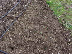 Sisyrinchium hitchcockii