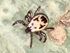 Rhipicephalus pulchellus