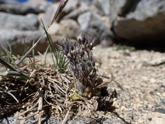 Draba breweri