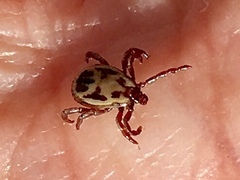 Rhipicephalus pulchellus