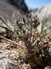 Draba breweri
