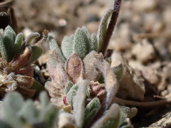 Draba breweri