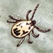 Zebra Tick - Photo (c) seasav, some rights reserved (CC BY-NC-ND), uploaded by seasav