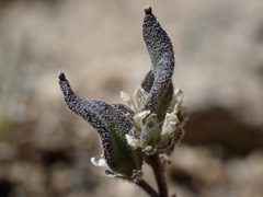 Draba breweri