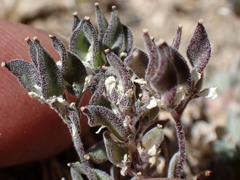 Draba breweri