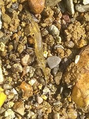 Xiphocaris elongata