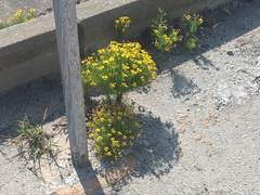 Helenium amarum