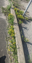 Helenium amarum
