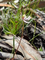 Caladenia prolata