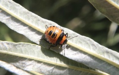 Brontocoris nigrolimbatus