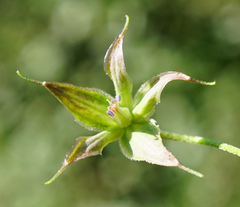 Geranium columbinum