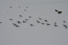 Chroicocephalus ridibundus