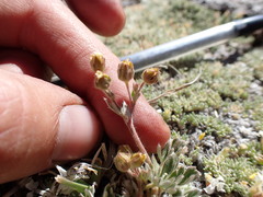 Potentilla pseudosericea
