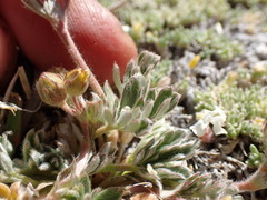 Potentilla pseudosericea