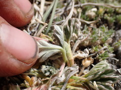 Potentilla pseudosericea