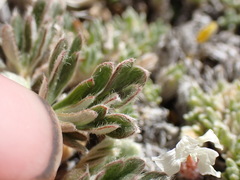 Potentilla pseudosericea