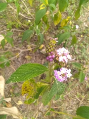 Lantana trifolia