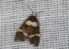Thallarcha phalarota