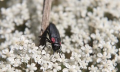 Romanophora verecunda