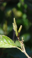 Alnus jorullensis