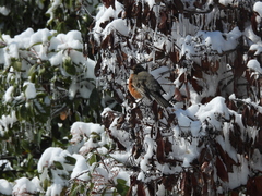 Turdus migratorius