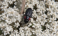 Romanophora verecunda