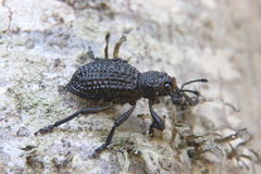 Aegorhinus superciliosus