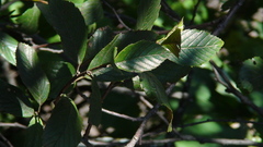 Alnus jorullensis