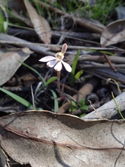 Caladenia prolata