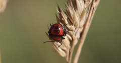 Brontocoris nigrolimbatus