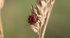 Brontocoris nigrolimbatus