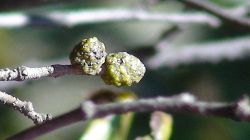 Mexican alder