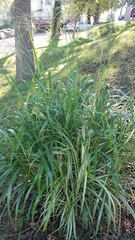Poaceae