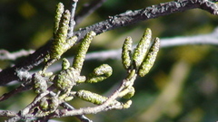 Alnus jorullensis
