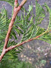 Calocedrus decurrens